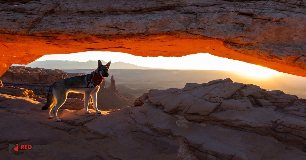 Guide for Taking Your Dog to Moab Areas to Hike with Your Dog near Moab
